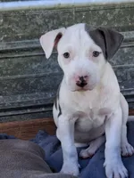 Josie, a female American Pit Bull Terrier for sale in Barron, WI – 1 of 1