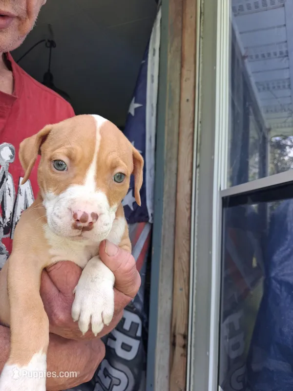 Randy – American Pit Bull Terrier puppy for sale in Barron, WI