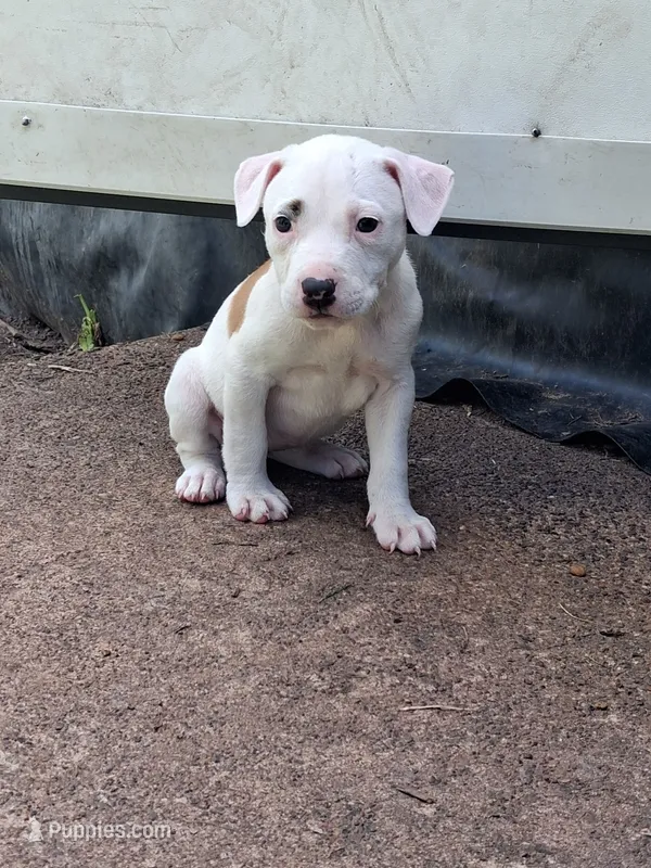 Miracle – American Pit Bull Terrier puppy for sale in Barron, WI