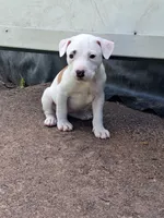 Miracle, a female American Pit Bull Terrier for sale in Barron, WI – 1 of 1