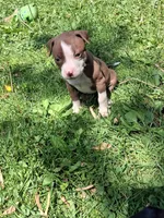 Cocoa, a female American Pit Bull Terrier for sale in Barron, WI – 2 of 2