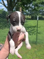 Bella, a female American Pit Bull Terrier for sale in Barron, WI – 1 of 1