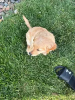 Daisy, a female Golden Retriever for sale in Rochester, MN – 2 of 3