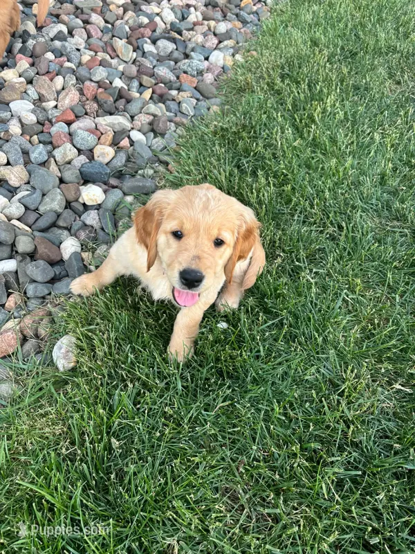 Daisy – Golden Retriever puppy for sale in Rochester, MN