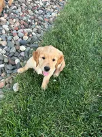 Daisy, a female Golden Retriever for sale in Rochester, MN – 1 of 3