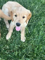 Daisy, a female Golden Retriever for sale in Rochester, MN – 3 of 3