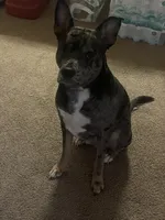 Bleu, a male Catahoula Leopard Dog for sale in Columbia, SC – 4 of 5