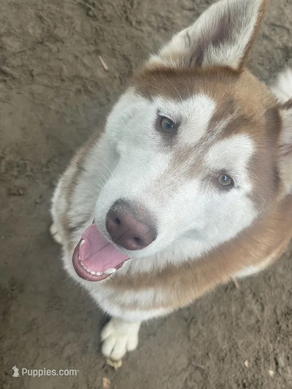 Skull – Siberian Husky puppy for sale in Columbia, SC