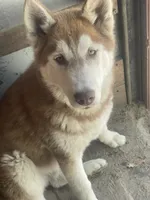 Skull, a male Siberian Husky for sale in Columbia, SC – 4 of 5
