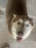Hati, a female Siberian Husky for sale in Columbia, SC – 2 of 6