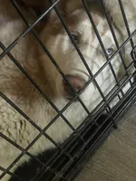 Junior, a male Siberian Husky for sale in Columbia, SC – Photo 3 of 4