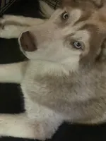 Junior, a male Siberian Husky for sale in Columbia, SC – Photo 1 of 4