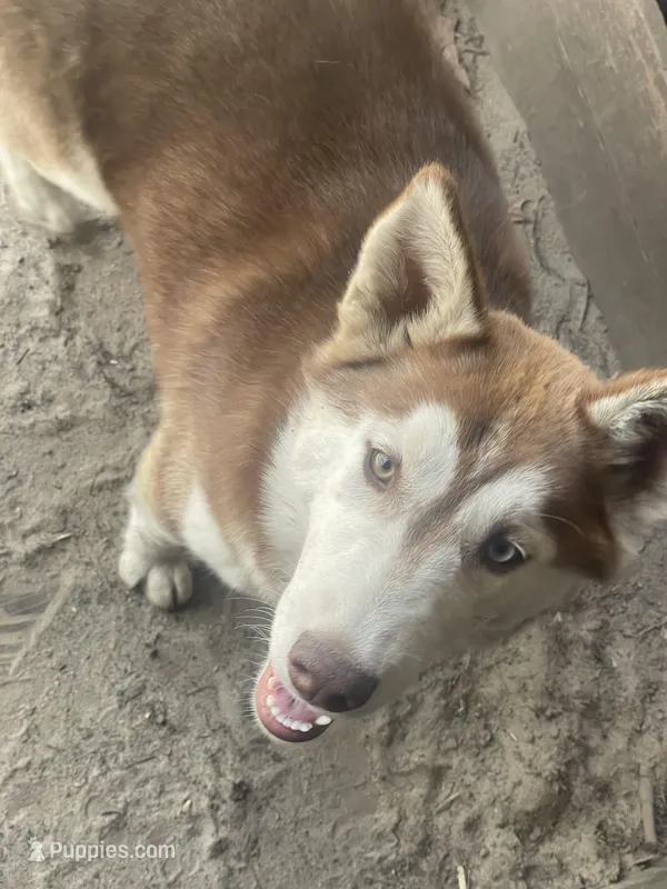 Hati – Siberian Husky puppy for sale in Columbia, SC