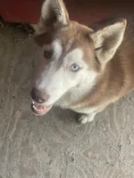 Hati, a female Siberian Husky for sale in Columbia, SC – Photo 3 of 3