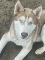 Junior, a male Siberian Husky for sale in Columbia, SC – 3 of 5