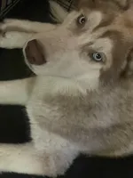 Junior, a male Siberian Husky for sale in Columbia, SC – 4 of 5