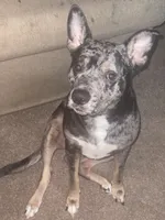Bleu, a male Catahoula Leopard Dog for sale in Columbia, SC – 3 of 5