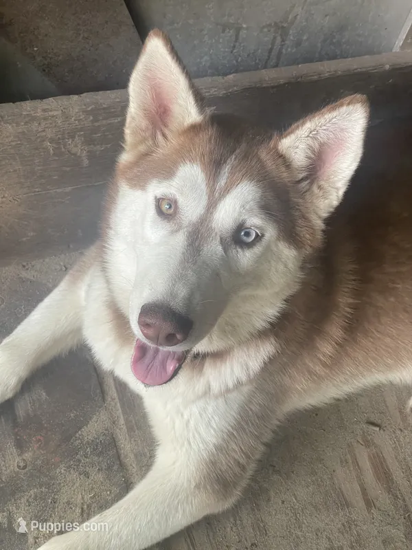 Hati – Siberian Husky puppy for sale in Columbia, SC