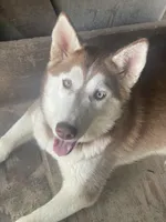 Hati, a female Siberian Husky for sale in Columbia, SC – 1 of 6