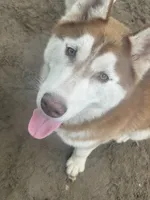 Skull, a male Siberian Husky for sale in Columbia, SC – 3 of 5