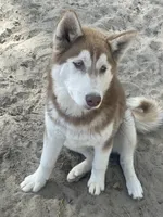 Sköll, a female Siberian Husky for sale in Columbia, SC – Photo 3 of 4