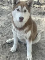 Sköll, a female Siberian Husky for sale in Columbia, SC – Photo 2 of 4