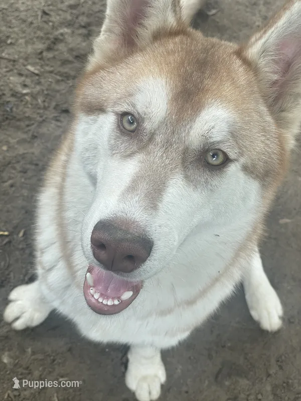Bruno – Siberian Husky puppy for sale in Columbia, SC