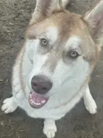 Bruno, a male Siberian Husky for sale in Columbia, SC – 1 of 3