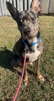 Bleu, a male Catahoula Leopard Dog for sale in Columbia, SC – 2 of 5