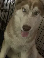 Junior, a male Siberian Husky for sale in Columbia, SC – 2 of 5