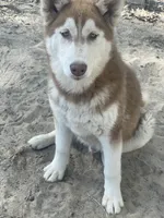 Skull, a male Siberian Husky for sale in Columbia, SC – 2 of 5