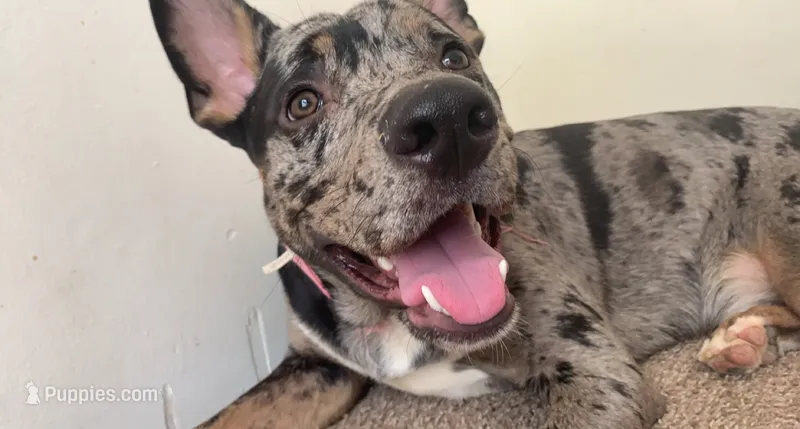 Bleu – Catahoula Leopard Dog puppy for sale in Columbia, SC