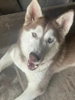 Hati, a female Siberian Husky for sale in Columbia, SC – 3 of 6