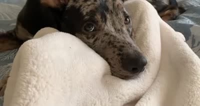 Bleu, a male Catahoula Leopard Dog for sale in Columbia, SC – 5 of 5