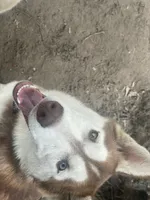 Hati, a female Siberian Husky for sale in Columbia, SC – 6 of 6