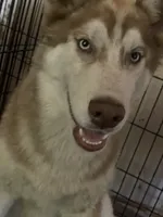 Junior, a male Siberian Husky for sale in Columbia, SC – 5 of 5