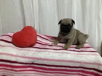 Tammy, a female Pug for sale in Mohrsville, PA – Photo 2 of 2