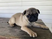 Tye, a male Pug for sale in Mohrsville, PA – Photo 2 of 2