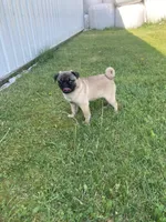Smokey, a male Pug for sale in Mohrsville, PA – 1 of 1