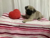 Taylor, a male Pug for sale in Mohrsville, PA – Photo 2 of 3