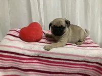 Taylor, a male Pug for sale in Mohrsville, PA – Photo 1 of 3