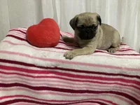 Taylor, a male Pug for sale in Mohrsville, PA – Photo 3 of 3