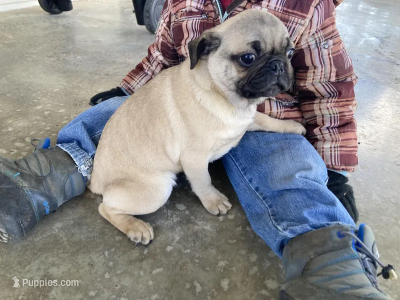 Taylor – Pug puppy for sale in Mohrsville, PA