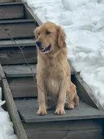 Stuart, a male Golden Retriever for sale in Denver, PA – Photo 5 of 9