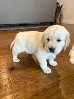 Stuart, a male Golden Retriever for sale in Denver, PA – Photo 2 of 9