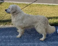 Stuart, a male Golden Retriever for sale in Denver, PA – Photo 9 of 9