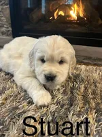 Stuart, a male Golden Retriever for sale in Denver, PA – Photo 1 of 9