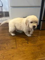 Stuart, a male Golden Retriever for sale in Denver, PA – Photo 4 of 9