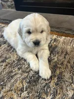 Stuart, a male Golden Retriever for sale in Denver, PA – Photo 3 of 9