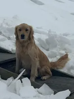 Stuart, a male Golden Retriever for sale in Denver, PA – Photo 7 of 9